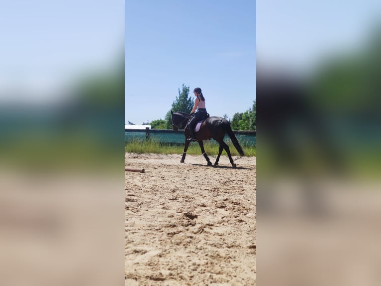 Polish Halfbred Mare 16 years 16 hh Black in Bogdańczowice