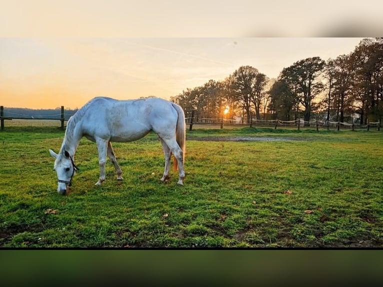 Polish Halfbred Mare 16 years 16 hh Gray in Rokitki