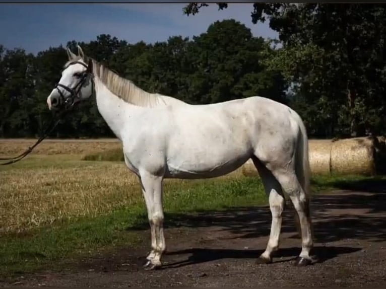 Polish Halfbred Mare 16 years 16 hh Gray in Rokitki