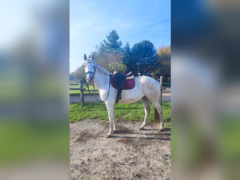 Polish Halfbred Mare 16 years 16 hh Gray in Rokitki