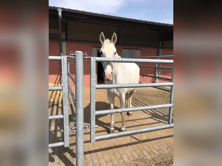 Polish Halfbred Mare 16 years Grey-Fleabitten in Witten