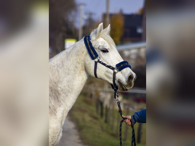 Polish Halfbred Mare 17 years 15,2 hh Gray in Michałów