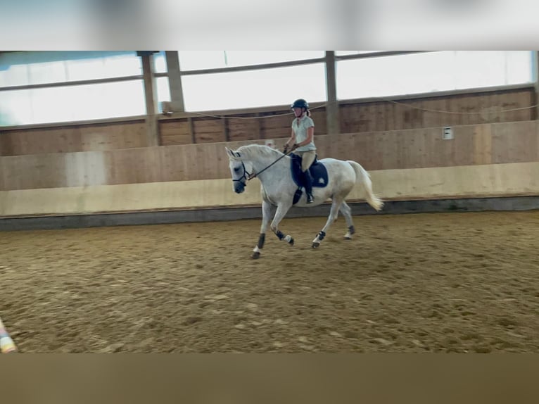 Polish Halfbred Mare 17 years 15,2 hh Gray-Fleabitten in Marktoberdorf