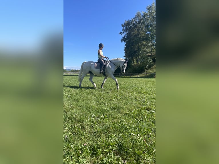 Polish Halfbred Mare 17 years 15,2 hh Gray-Fleabitten in Marktoberdorf