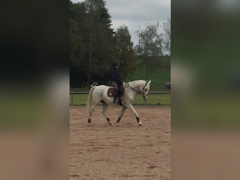 Polish Halfbred Mare 17 years 15,2 hh Gray-Fleabitten in Marktoberdorf