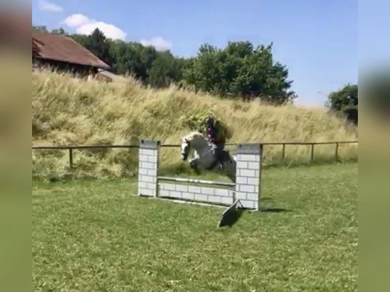 Polish Halfbred Mare 17 years 15,2 hh Gray-Fleabitten in Marktoberdorf