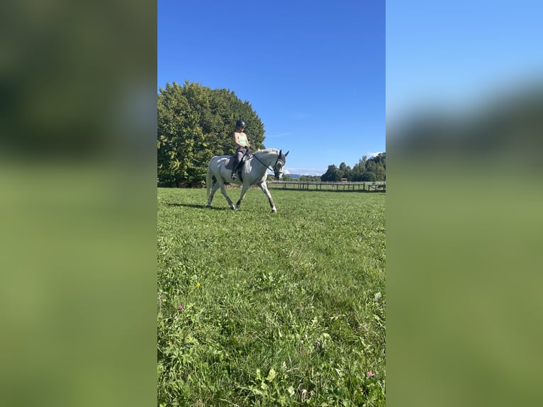 Polish Halfbred Mare 17 years 15,2 hh Gray-Fleabitten in Marktoberdorf