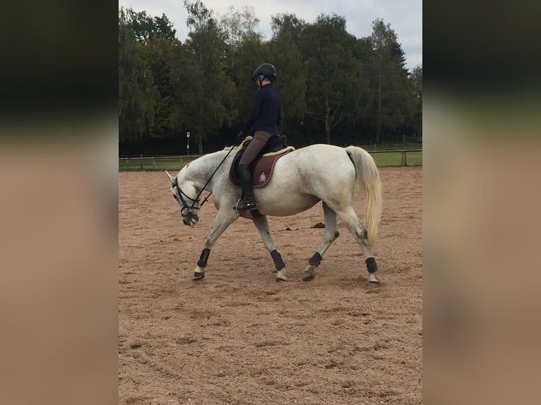 Polish Halfbred Mare 17 years 15,2 hh Gray-Fleabitten in Marktoberdorf