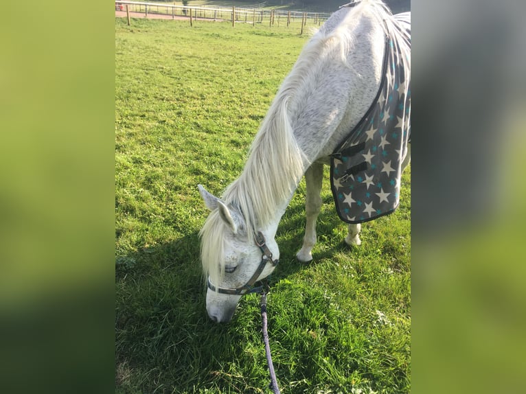 Polish Halfbred Mare 17 years 15,2 hh Gray-Fleabitten in Marktoberdorf