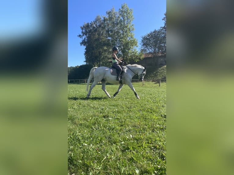 Polish Halfbred Mare 17 years 15,2 hh Gray-Fleabitten in Marktoberdorf