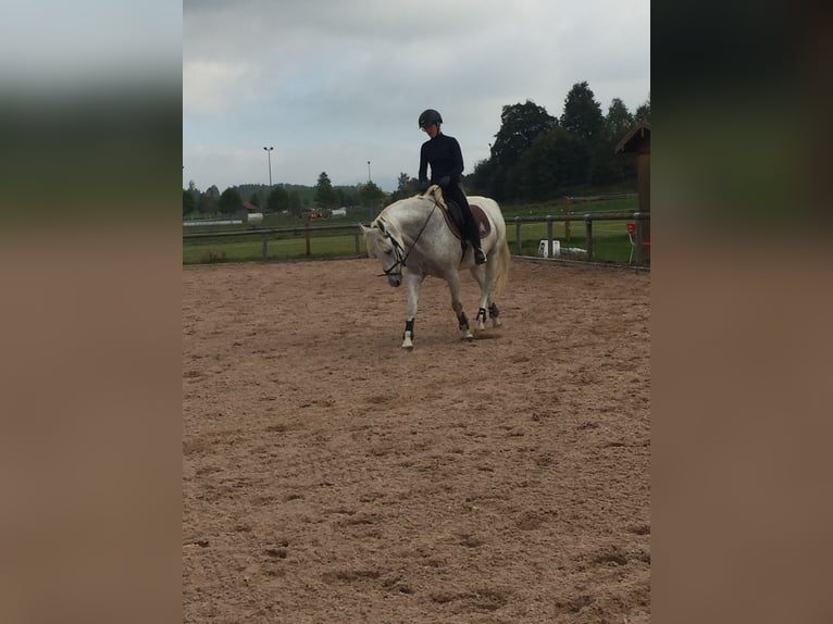 Polish Halfbred Mare 17 years 15,2 hh Gray-Fleabitten in Marktoberdorf