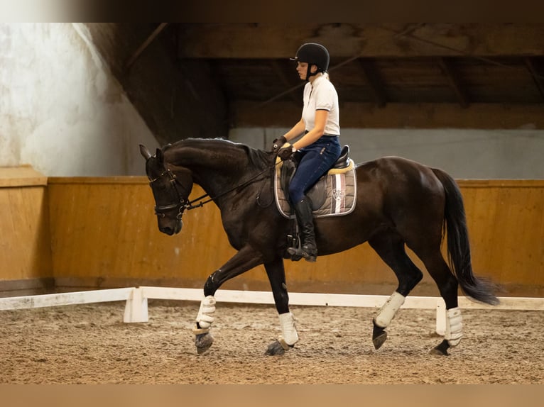 Polish Halfbred Mare 17 years 16 hh Black in Kluczbork