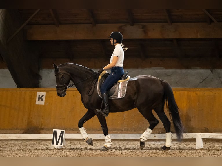 Polish Halfbred Mare 17 years 16 hh Black in Kluczbork