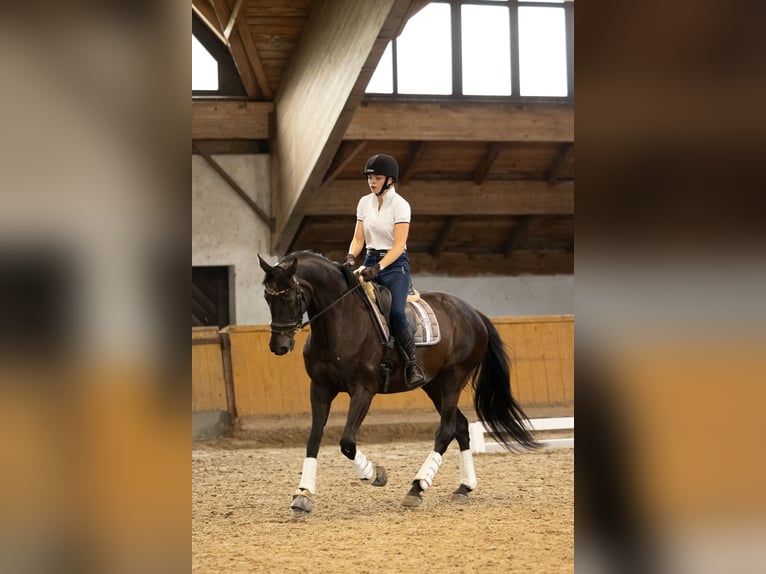 Polish Halfbred Mare 17 years 16 hh Black in Kluczbork