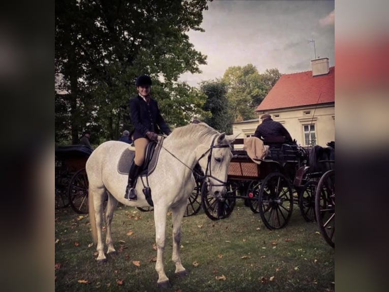Polish Halfbred Mare 18 years 16,1 hh Grey in Siedlce