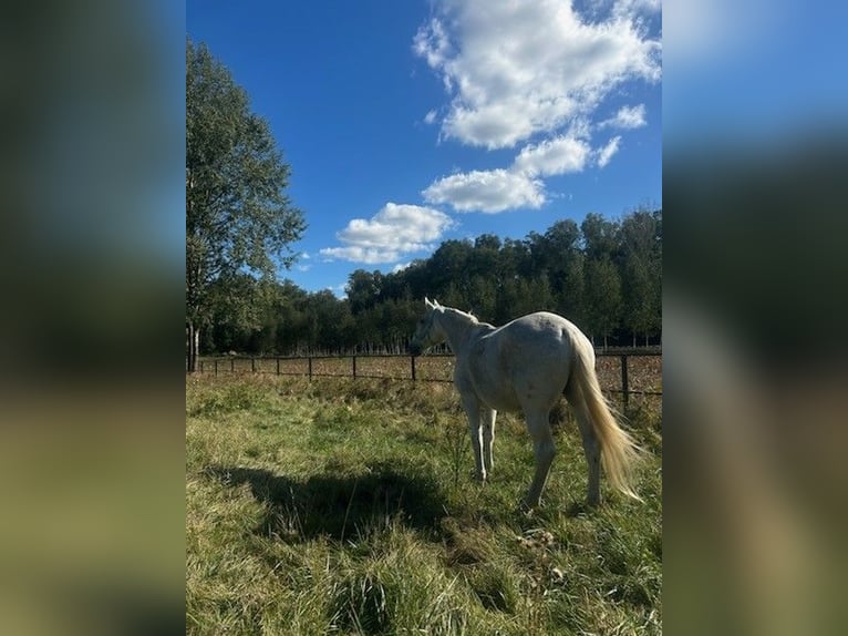Polish Halfbred Mare 18 years 16,1 hh Grey in Siedlce