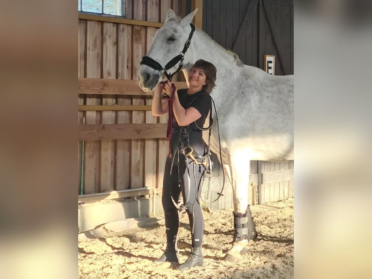 Polish Halfbred Mare 18 years 16,1 hh Grey in Siedlce