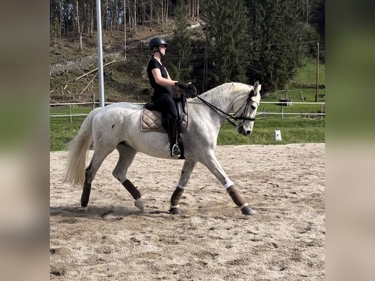 Polish Halfbred Mare 18 years 16,1 hh Grey in Kapfenberg