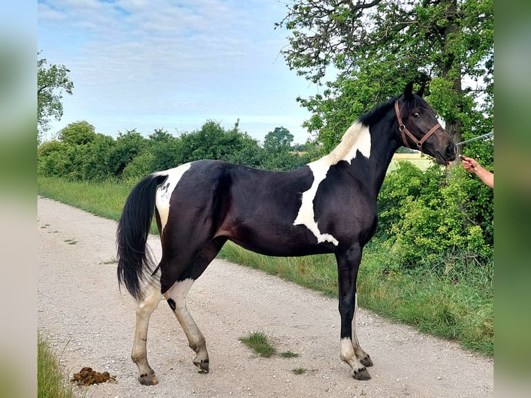 Polish Halfbred Mare 1 year 15,1 hh Pinto in Polen