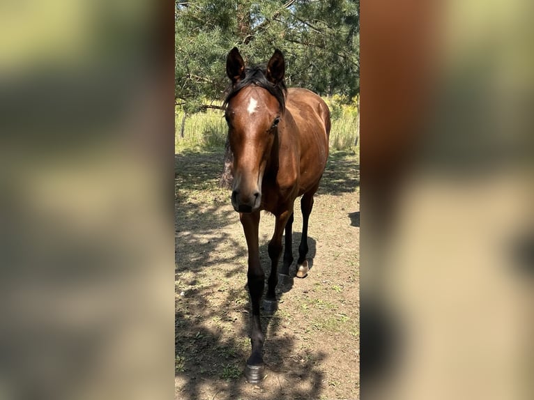 Polish Halfbred Mare 1 year 15,2 hh Brown in Zlotoryja