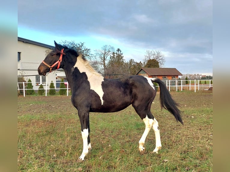 Polish Halfbred Mare 1 year 15,2 hh Pinto in Polen