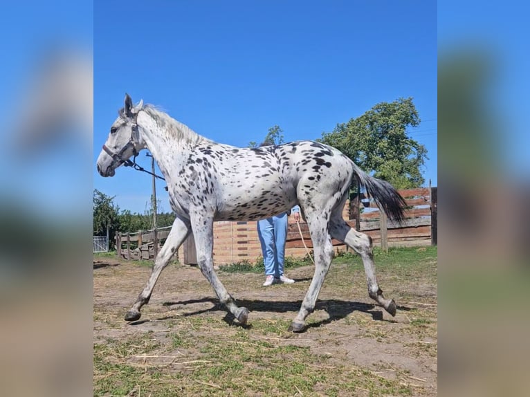 Polish Halfbred Mare 1 year 15,3 hh Leopard-Piebald in MIE&#x15A;CISKO