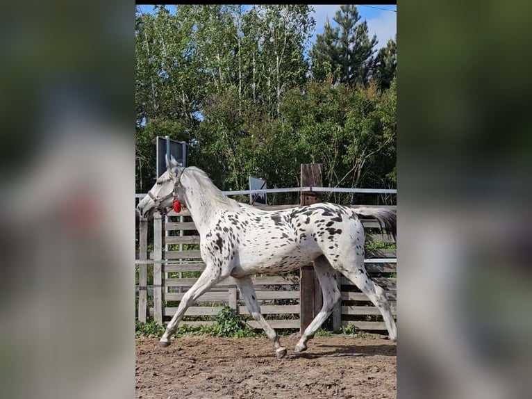 Polish Halfbred Mare 1 year 15,3 hh Leopard-Piebald in MIE&#x15A;CISKO