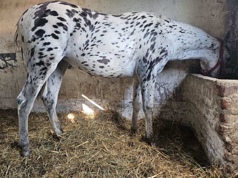 Polish Halfbred Mare 1 year 15,3 hh Leopard-Piebald in MIE&#x15A;CISKO