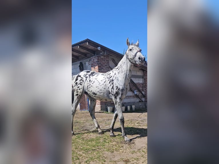 Polish Halfbred Mare 1 year 15,3 hh Leopard-Piebald in MIE&#x15A;CISKO