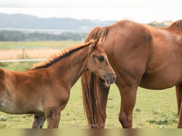 Polish Halfbred Mare 1 year 16,1 hh Chestnut-Red in Rabka-Zdrój