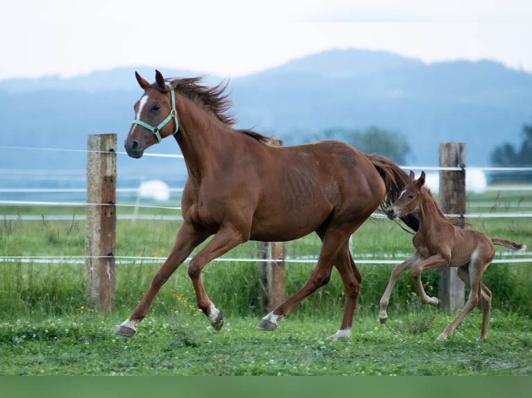 Polish Halfbred Mare 1 year 16,1 hh Chestnut-Red in Rabka-Zdrój