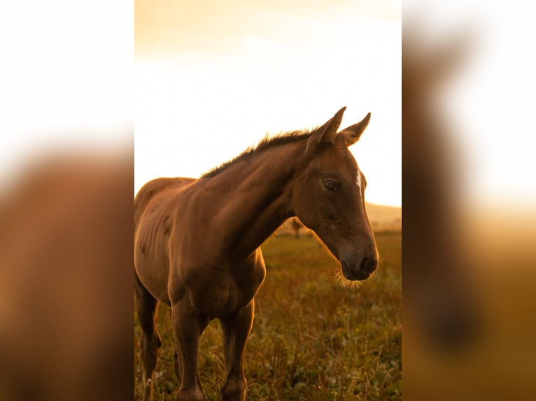 Polish Halfbred Mare 1 year 16,1 hh Chestnut-Red in Rabka-Zdrój