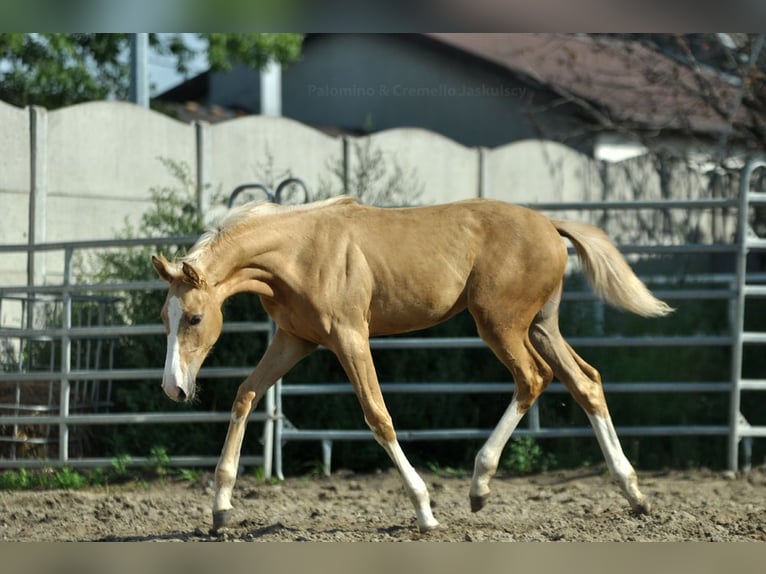 Polish Halfbred Mare 1 year 16,1 hh Palomino in Kamieniec Wrocławski