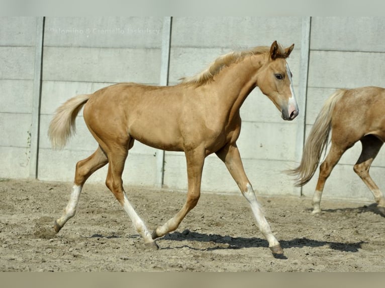 Polish Halfbred Mare 1 year 16,1 hh Palomino in Kamieniec Wrocławski