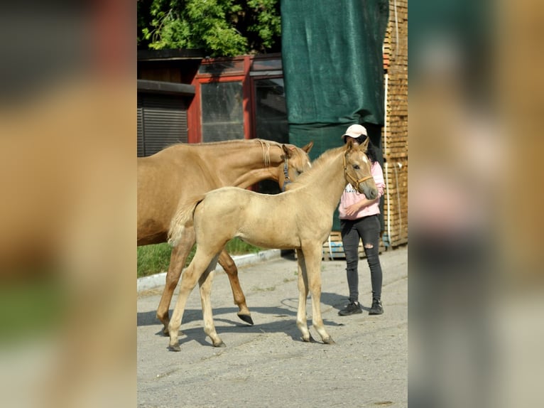 Polish Halfbred Mare 1 year 16,1 hh Palomino in Kamieniec Wrocławski