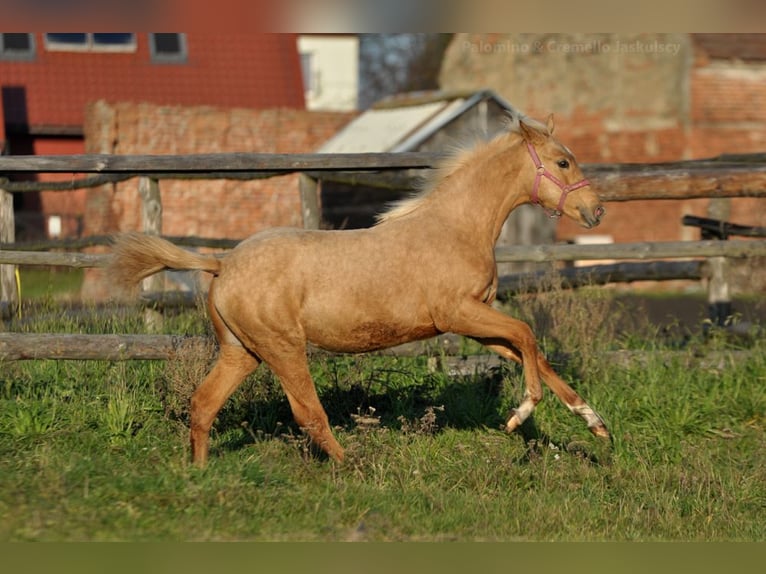 Polish Halfbred Mare 1 year 16,1 hh Palomino in Kamieniec Wrocławski