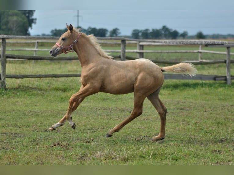 Polish Halfbred Mare 1 year 16,1 hh Palomino in Kamieniec Wrocławski