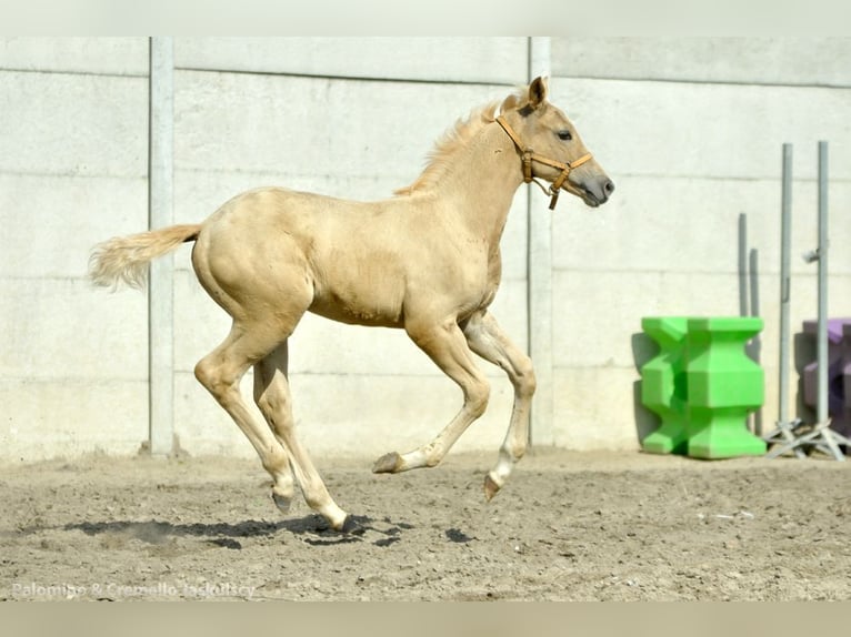 Polish Halfbred Mare 1 year 16,1 hh Palomino in Kamieniec Wroc&#x142;awski