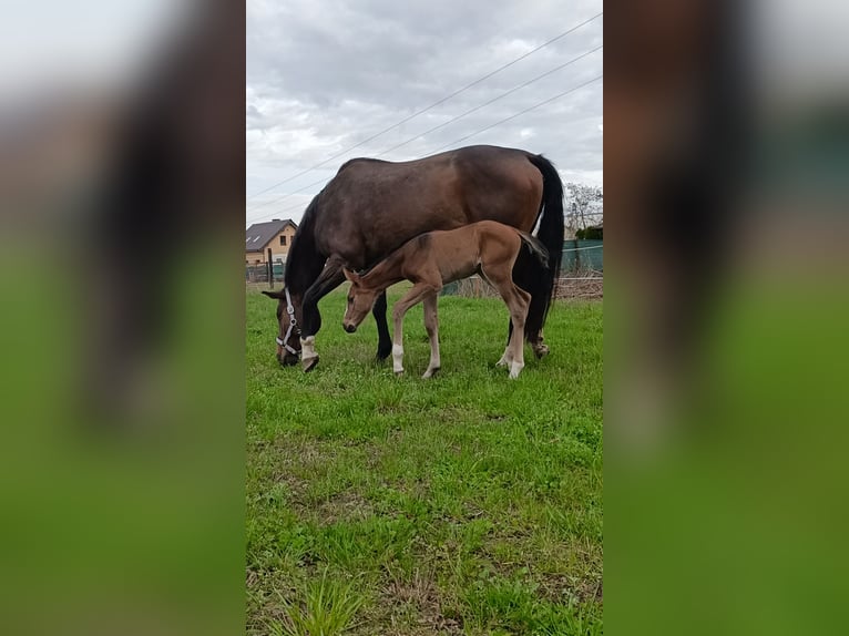 Polish Halfbred Mare 1 year 16,2 hh Bay-Dark in Pakość