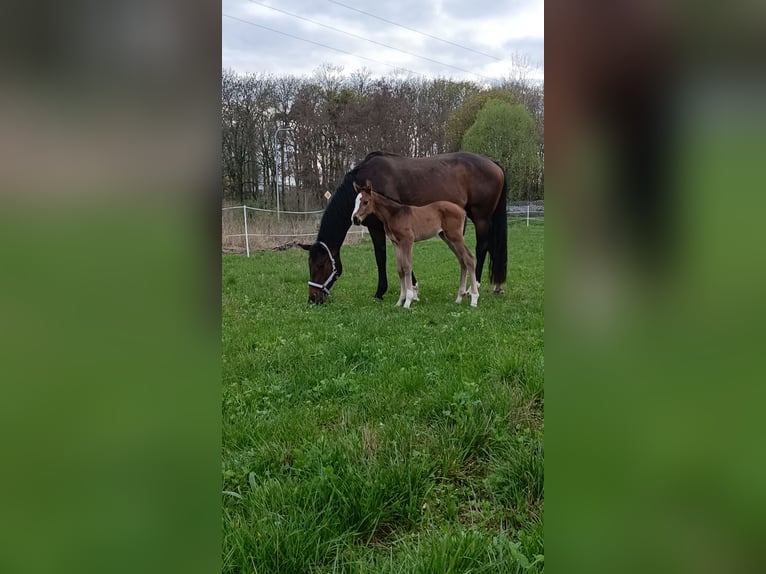 Polish Halfbred Mare 1 year 16,2 hh Bay-Dark in Pakość