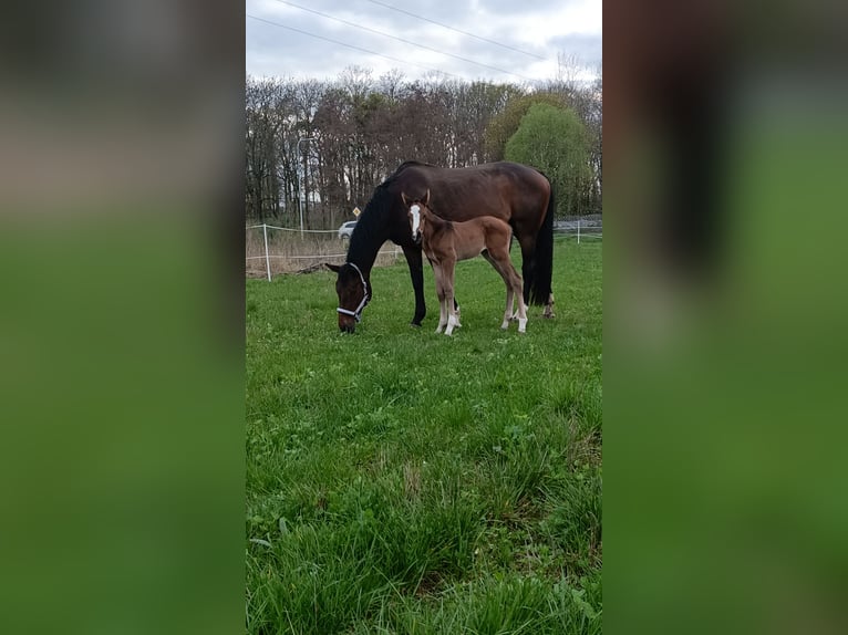 Polish Halfbred Mare 1 year 16,2 hh Bay-Dark in Pakość