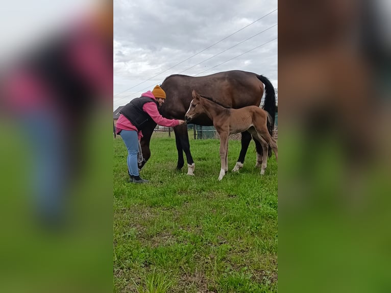 Polish Halfbred Mare 1 year 16,2 hh Bay-Dark in Pakość