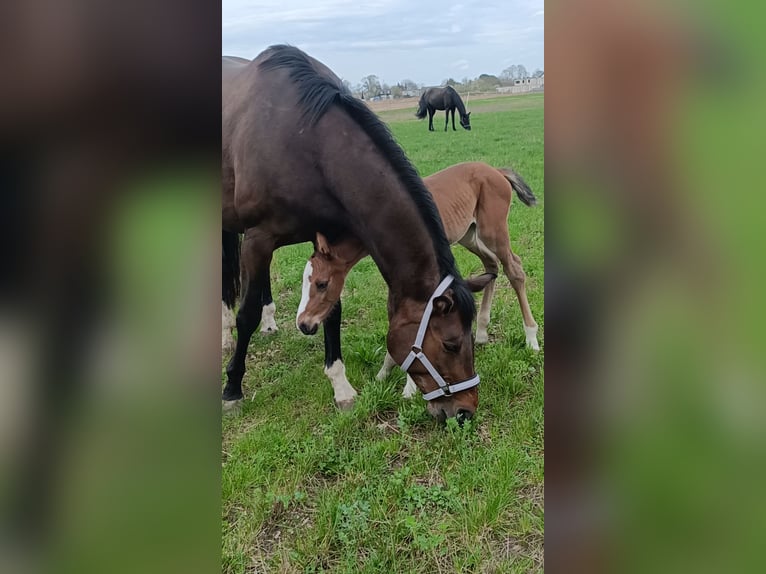 Polish Halfbred Mare 1 year 16,2 hh Bay-Dark in Pakość