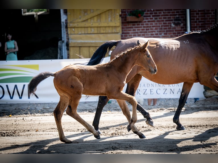 Polish Halfbred Mare 1 year 16,2 hh Bay in Dywity