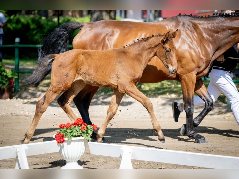 Polish Halfbred Mare 1 year 16,2 hh Bay in Dywity