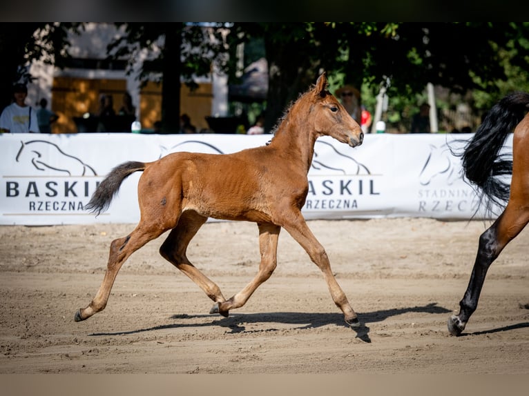 Polish Halfbred Mare 1 year 16,2 hh Bay in Dywity