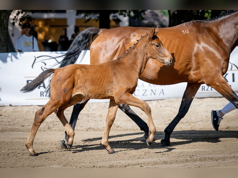 Polish Halfbred Mare 1 year 16,2 hh Bay in Dywity