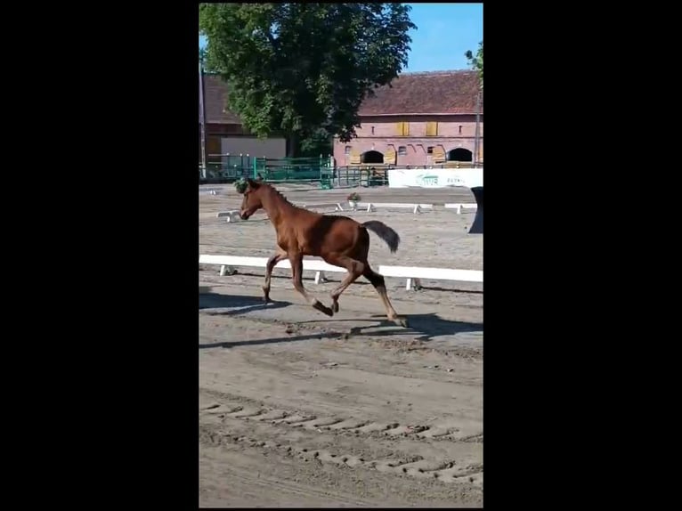 Polish Halfbred Mare 1 year 16,2 hh Bay in Dywity