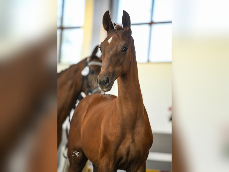 Polish Halfbred Mare 1 year 16,2 hh Chestnut-Red in Warszowice