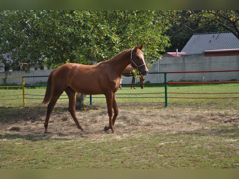 Polish Halfbred Mare 1 year 16,2 hh Chestnut-Red in nowa sól